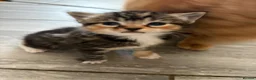Mixed Breed cats for sale:  Stunning, Friendly & Confident Kittens - Advert 11