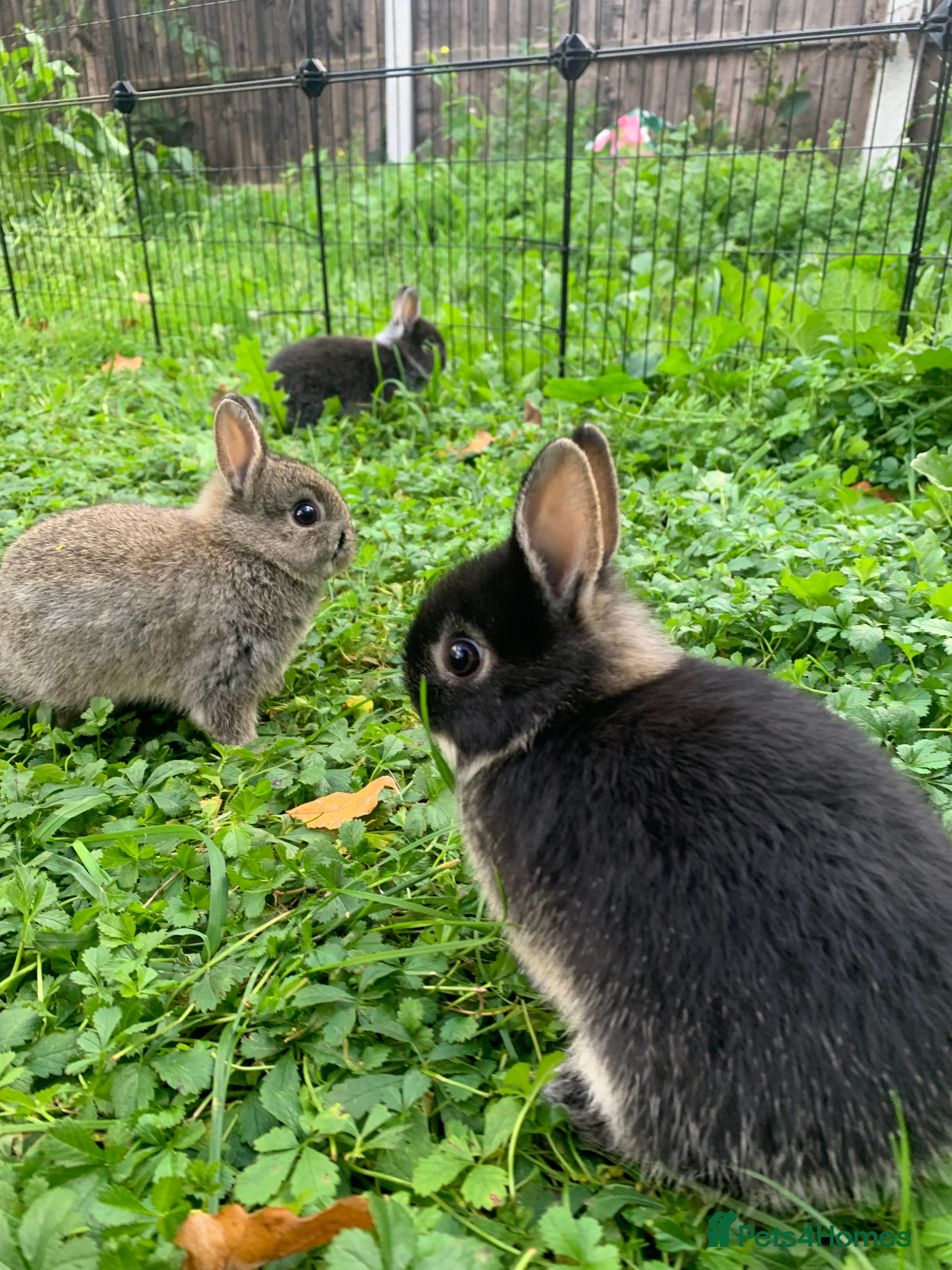 Netherland Dwarf rabbits for sale: NEW LITTER Netherland Dwarfs x Minilop LAST2 Left - Advert 1