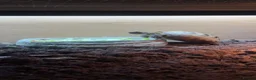 Tortoise reptiles for sale: Beautiful horsefield tortoise  - Advert 3