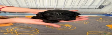 Cockapoo 1