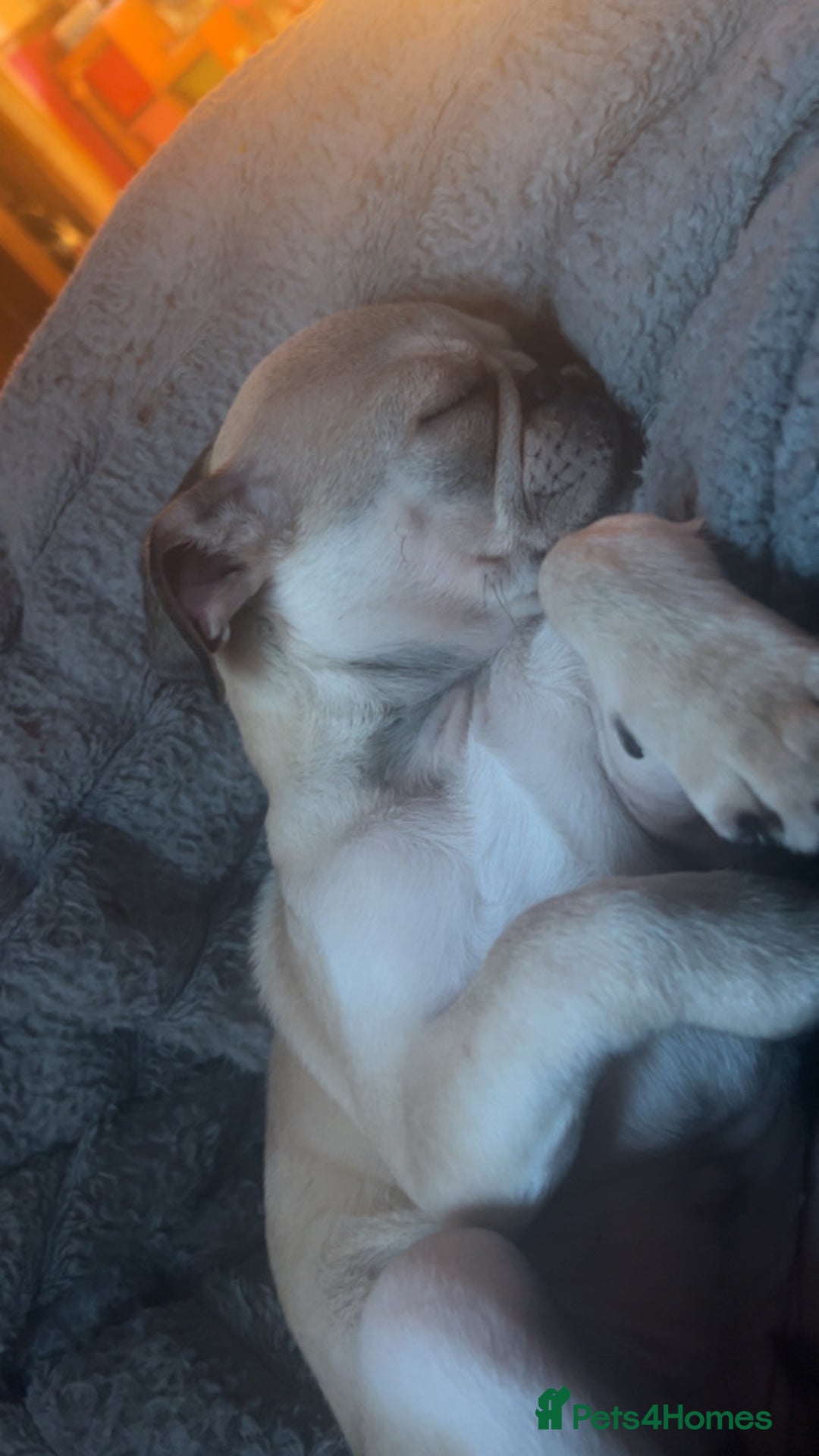 Pug dogs for sale: White/silver pug  - Advert 1