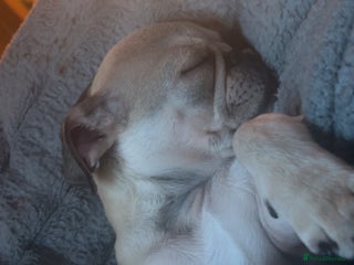 Pug dogs White/silver pug - Advert 4