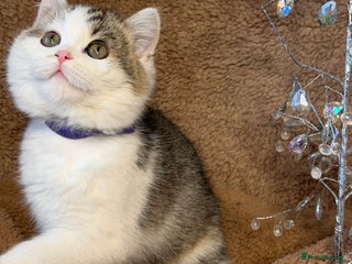 British Shorthair cats British shorthair Golden kittens TICA - Advert 4