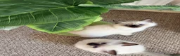 Ragdoll cats for sale: Ragdoll in Telford - Advert 5