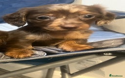 Miniature Dachshund dogs for sale: Gorgeous Miniature Dachshunds - Image 30