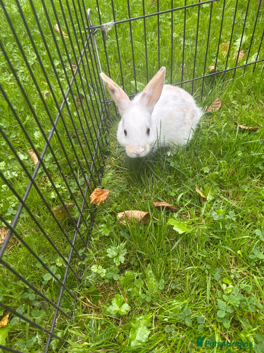 Rex rabbits for sale: Beautiful dwarf lop and mini rex babies  - Image 31