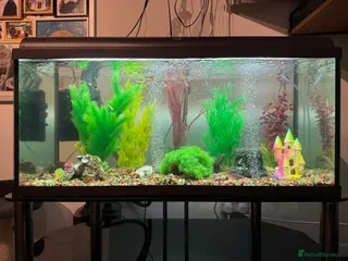 Mollies fish Tropical Fish Tank 160 litters - Advert 9