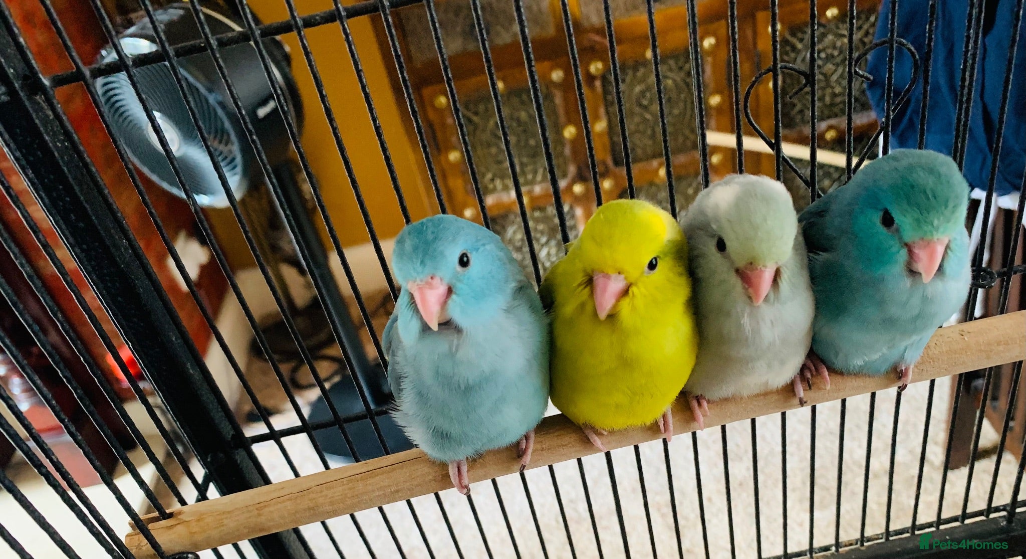 Parrots birds Beautiful Parrotlets  - Advert 1
