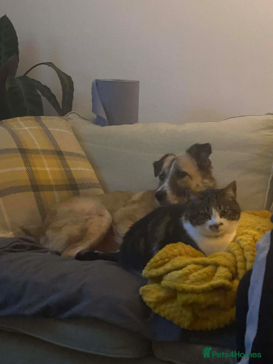 Mixed Breed dogs for adoption: 💕 Shelby 💕 in Blackpool - Advert 2