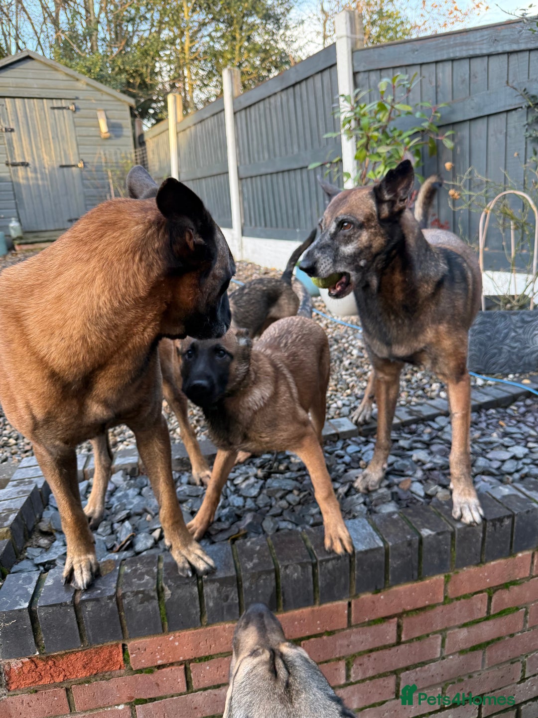 Belgian Shepherd Dog dogs for sale: Vex, 4 Month Old Belgian Malinois Female Available - Advert 3