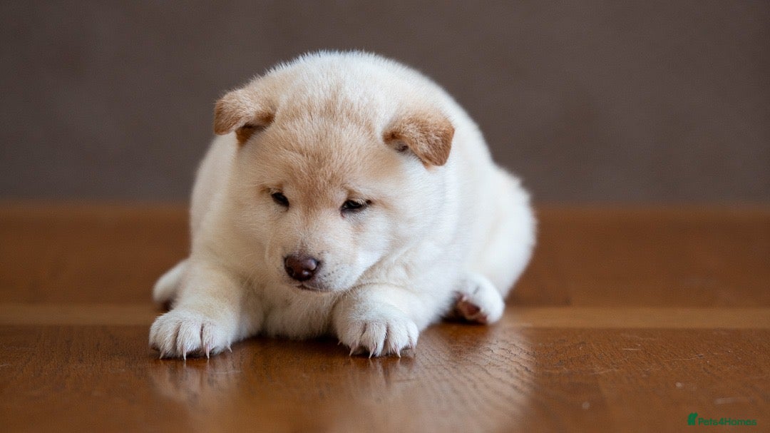 Japanese Shiba Inu dogs for sale: Shiba Inu Puppies – Top European Bloodlines UK KC - Advert 16