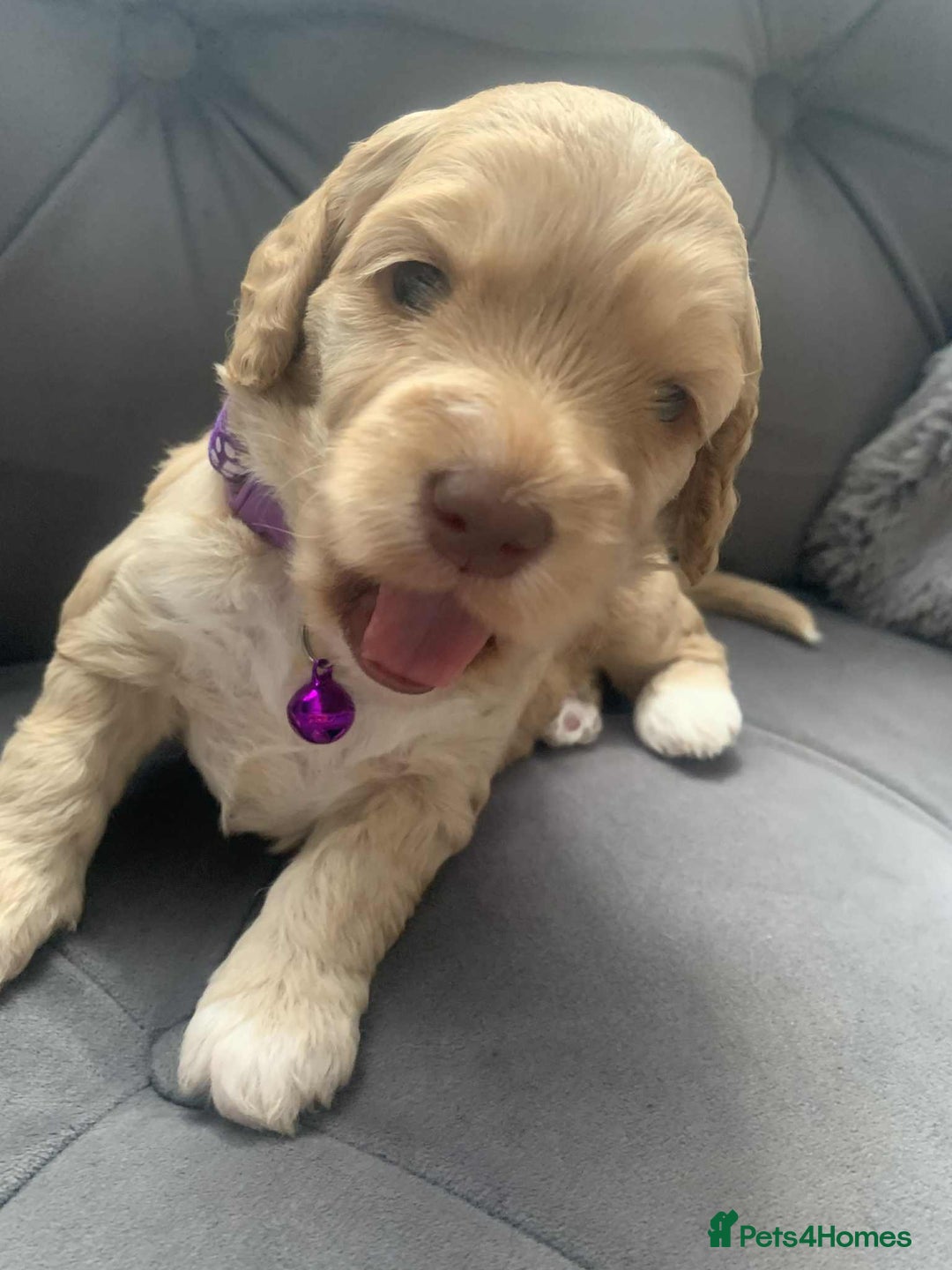 Cockapoo dogs for sale: Cockapoo Lovley Puppies  - Image 24