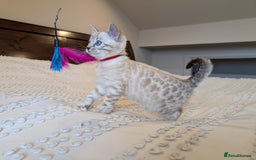 Bengal cats for sale: 🤍🩶🖤 Beautiful Bengal Kittens 🖤🩶🤍 - Image 9