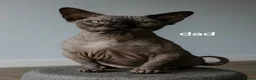 Sphynx cats for sale: Rare Sphynx x Donskoy kittens  - Advert 20