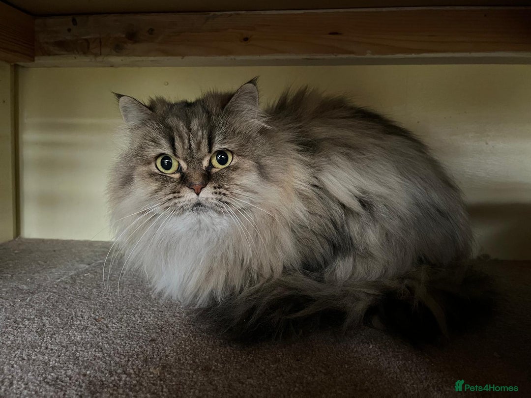Persian cats for sale: Beautiful mum and daughter  - Image 1