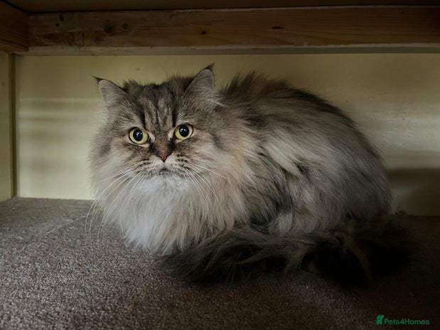 Persian cats - Advert 1
