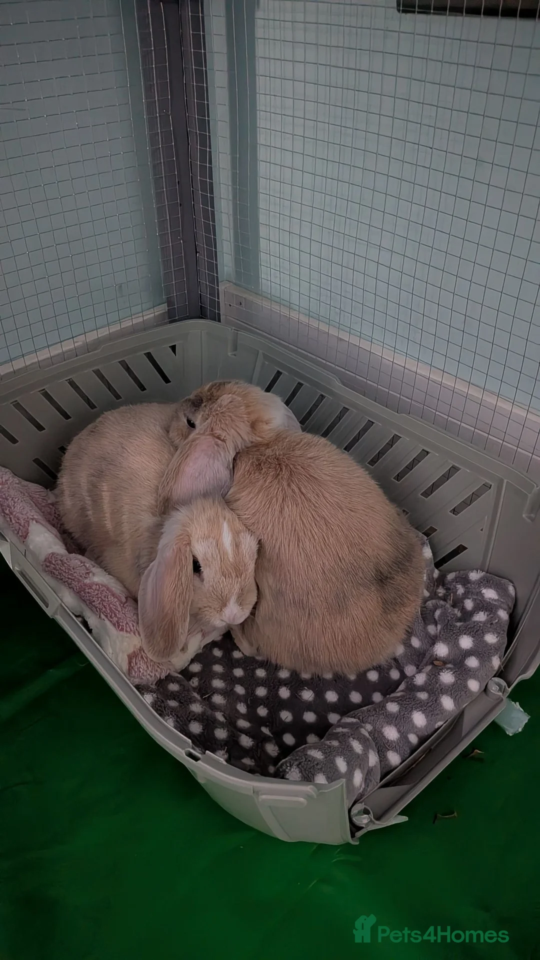 Mini Lop rabbits for sale: 2 Beautiful mini lops  in Newcastle upon Tyne - Advert 3