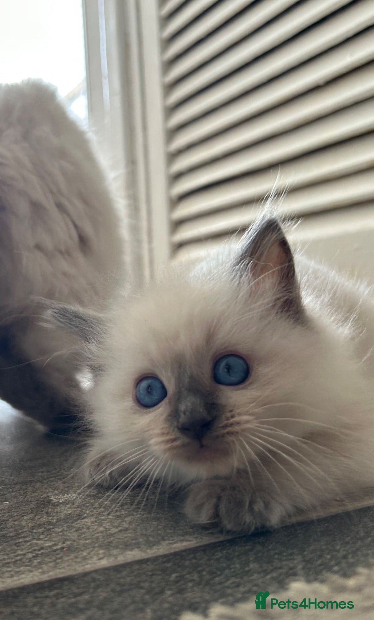 Ragdoll cats Blue eyed beautiful ragdoll male  - Advert 1
