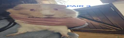 Guinea Pig rodents for sale: Female pairs for sale  - Advert 6