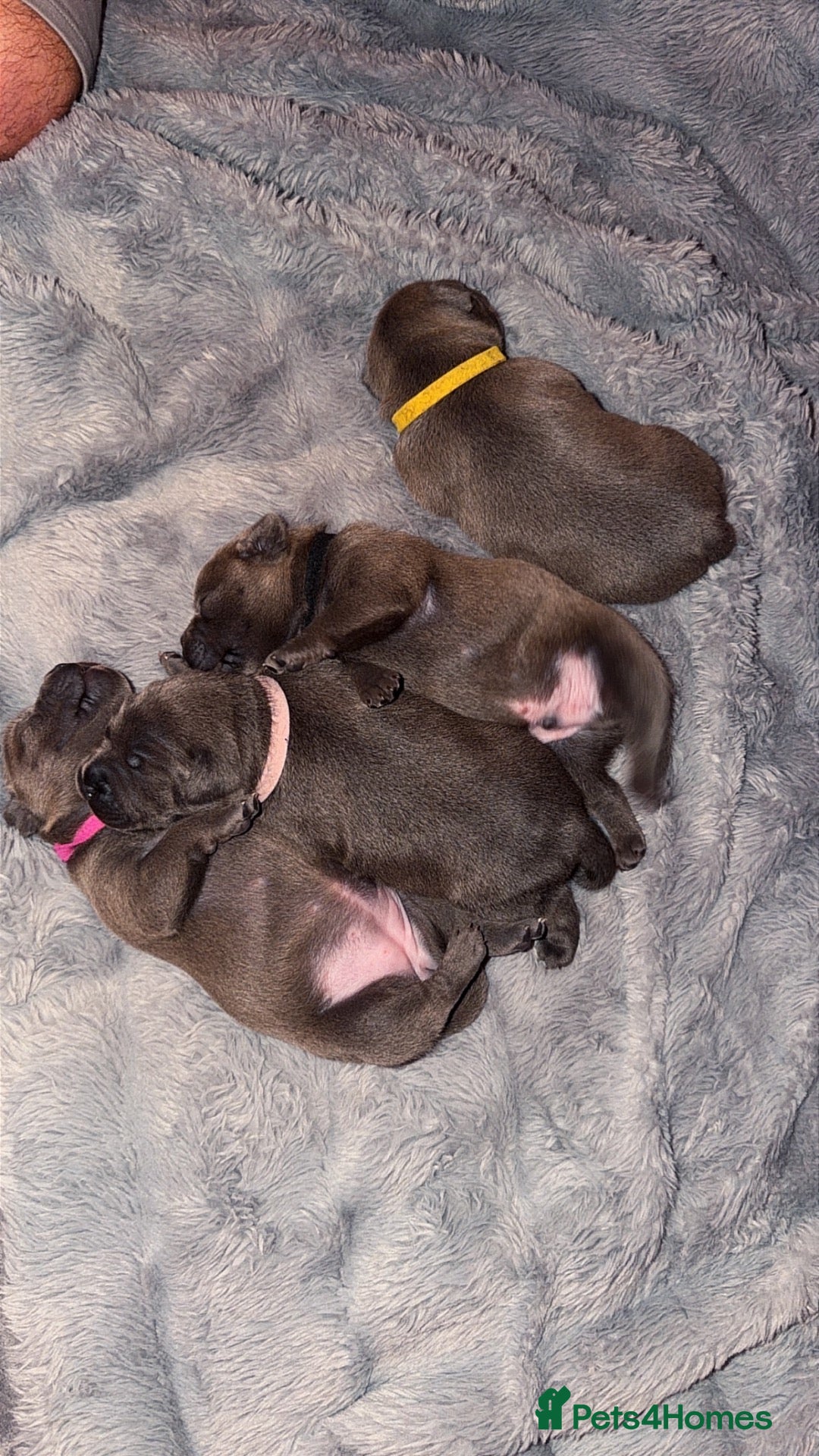 Staffordshire Bull Terrier dogs Blue Staffordshire bull terrier girls 💙 - Advert 1