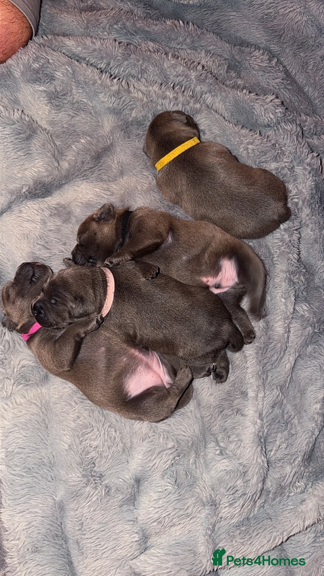 Staffordshire Bull Terrier dogs for sale: Blue Staffordshire bull terrier girls 💙 in Sheffield - Advert 1