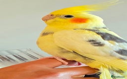 Cockatiels birds for sale: 4 month old, DNA tested, Male Cockatiel. - Image 2