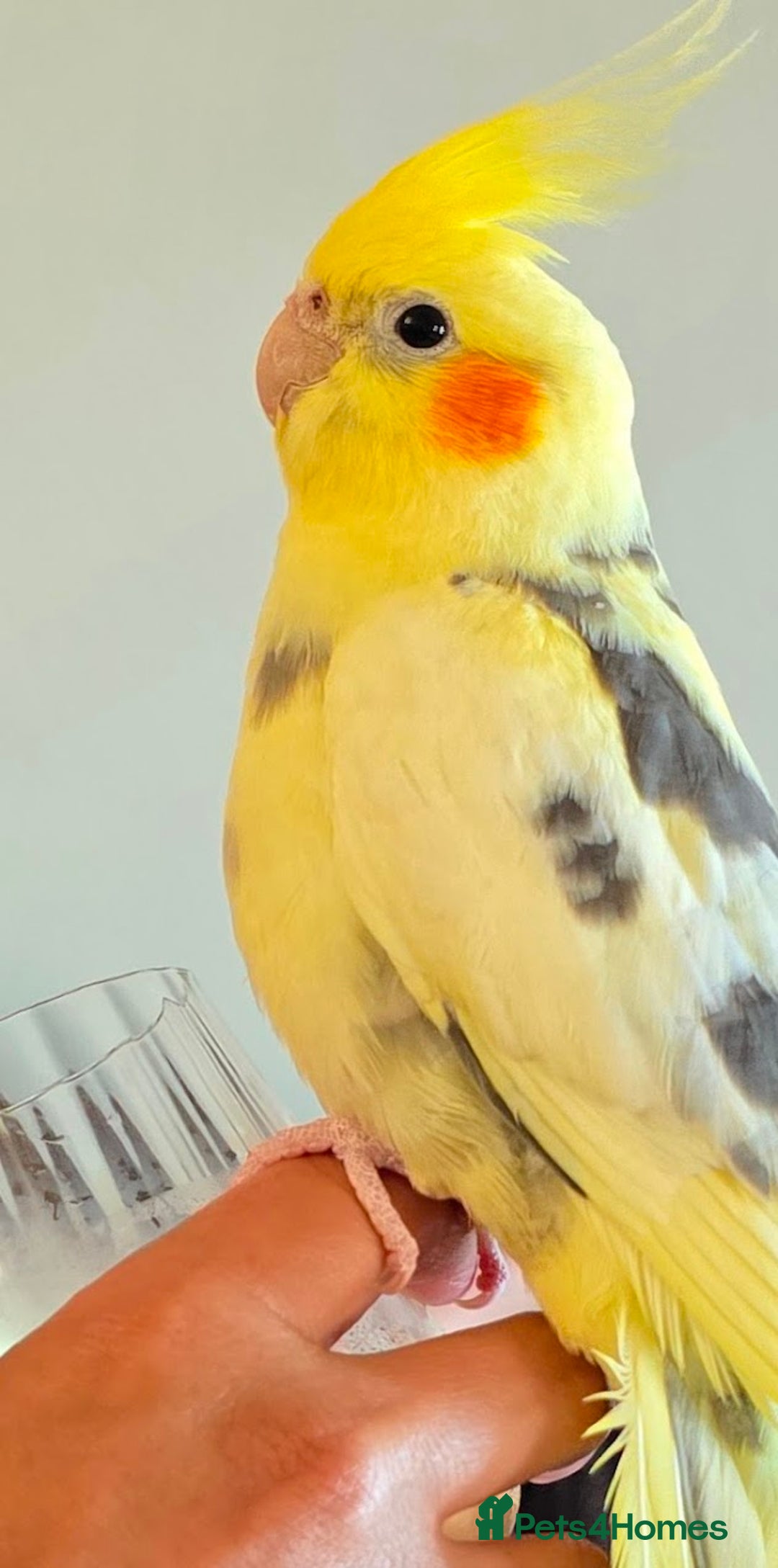 Cockatiels birds for sale: 4 month old, DNA tested, Male Cockatiel. - Image 2