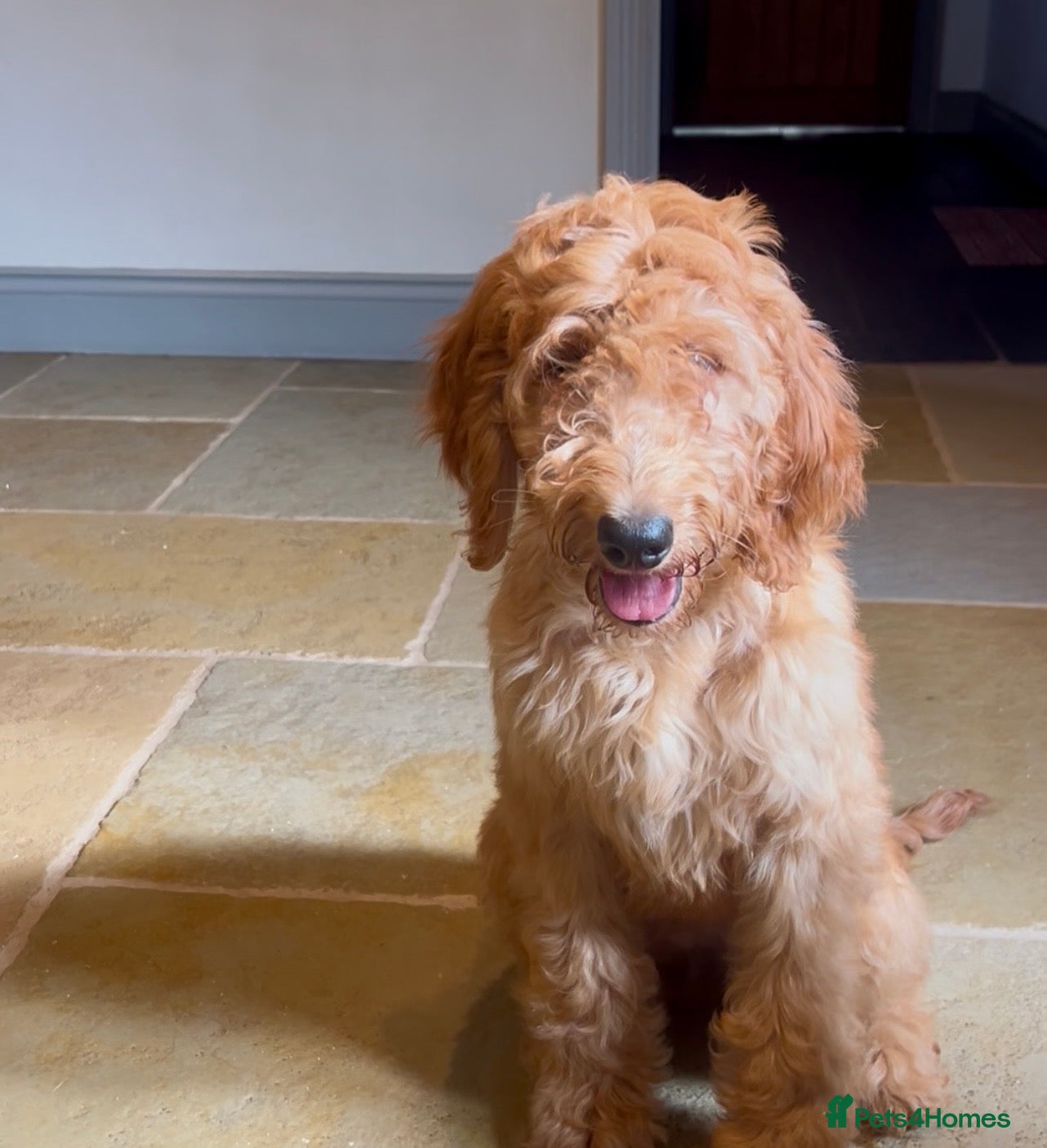 Goldendoodle dogs Irishdoodle Girls Need Their New homes  - Advert 2