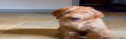 Goldendoodle dogs for sale: Irishdoodle Girls Need Their New homes  - Advert 2
