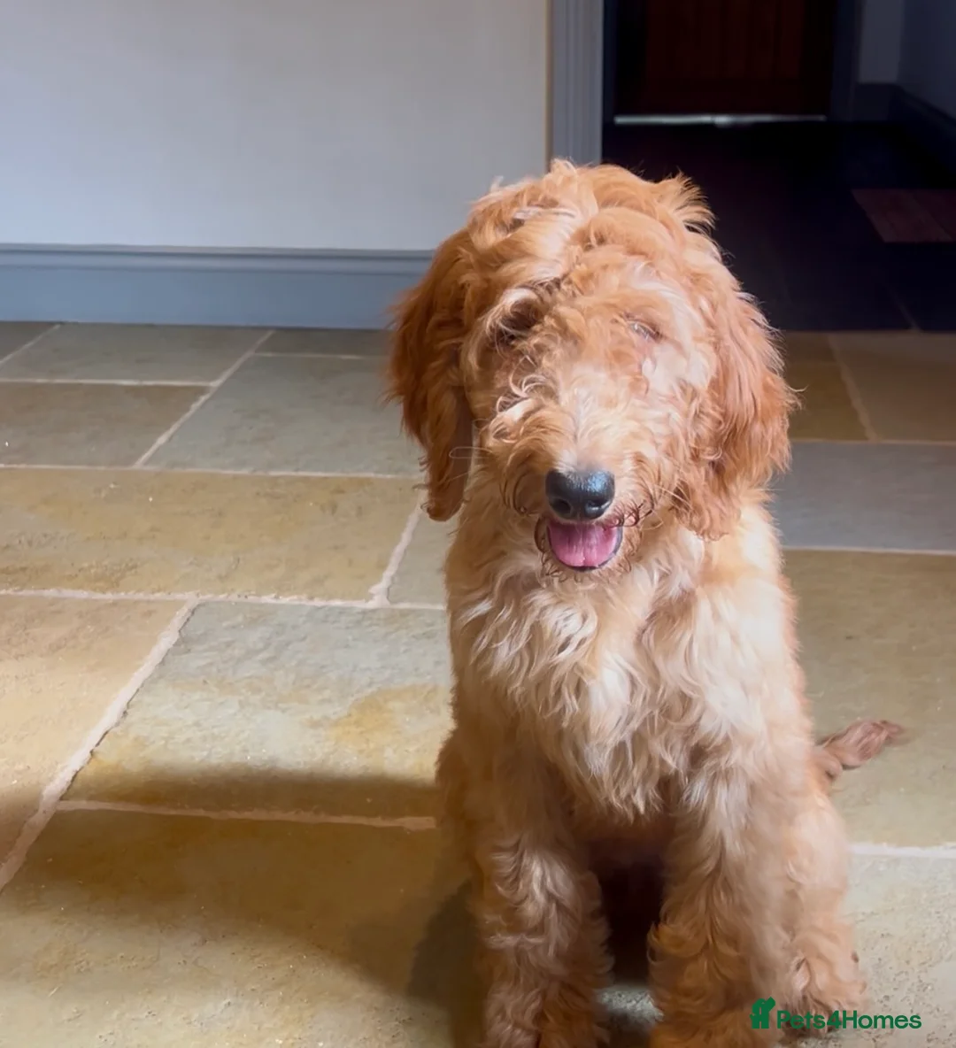 Goldendoodle dogs for sale: Irishdoodle Girls Need Their New homes  - Advert 2