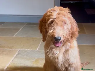 Goldendoodle dogs Irishdoodle Girls Need Their New homes - Advert 2