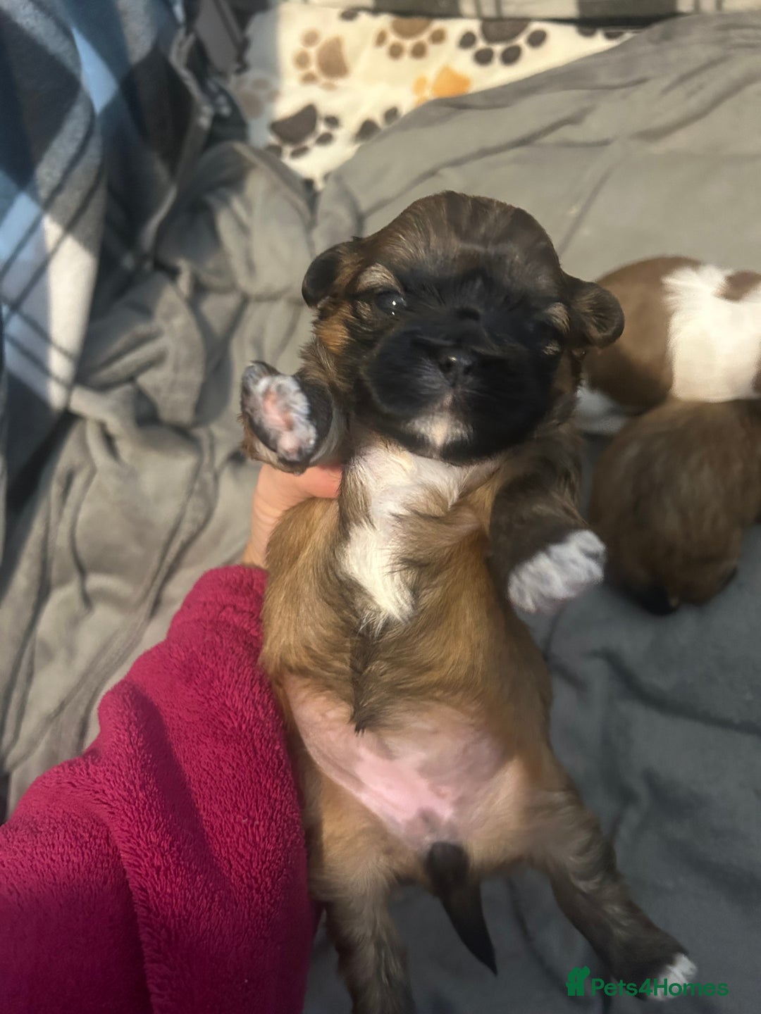 Shih Tzu dogs for sale: 2 boys 2 girls gorgeous shih tzus - Advert 5