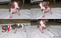 Whippet dogs for sale: ⭐️ LAST beautiful - KC Whippet pup. ⭐️ - Image 11
