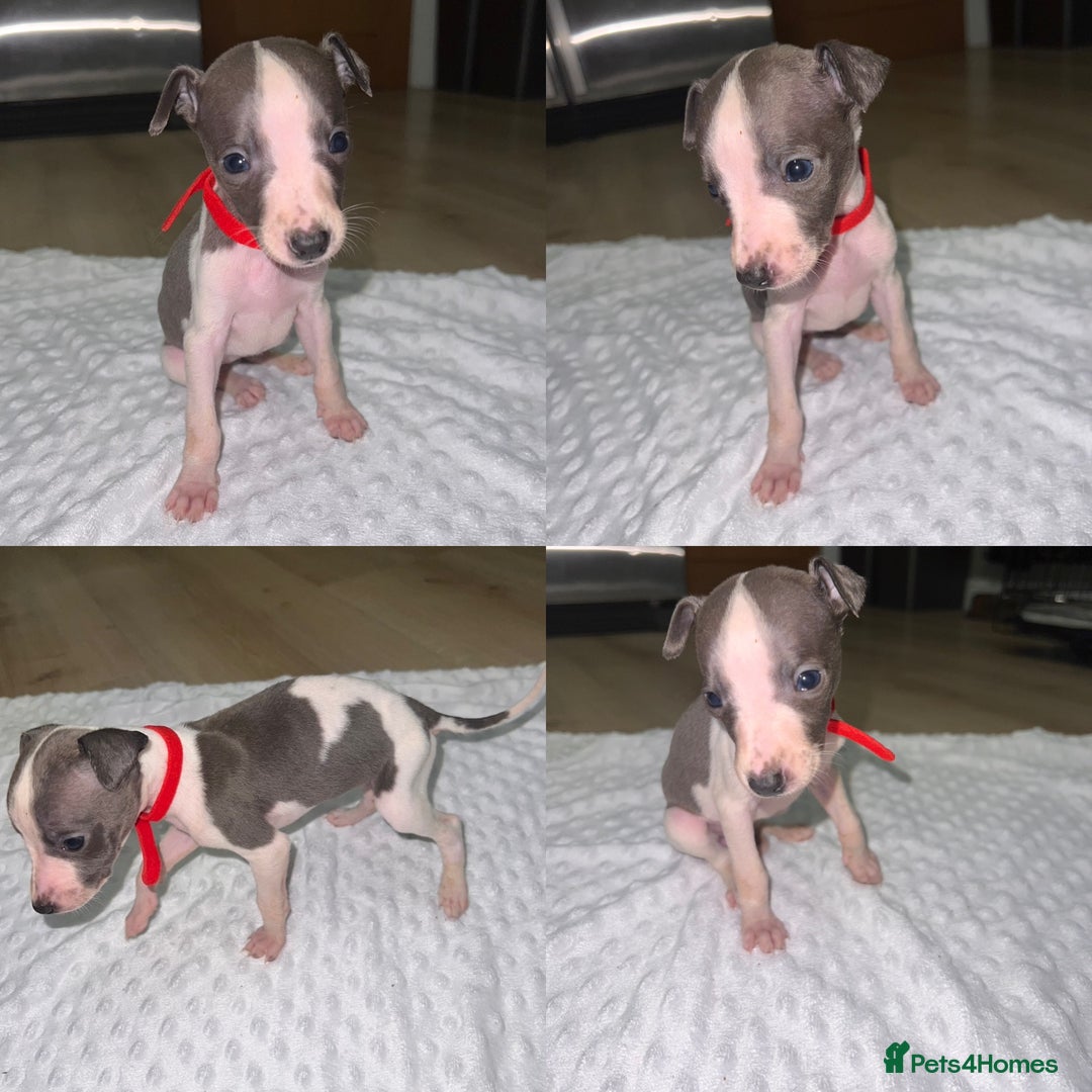 Whippet dogs for sale: ⭐️ LAST beautiful - KC Whippet pup. ⭐️ - Image 11