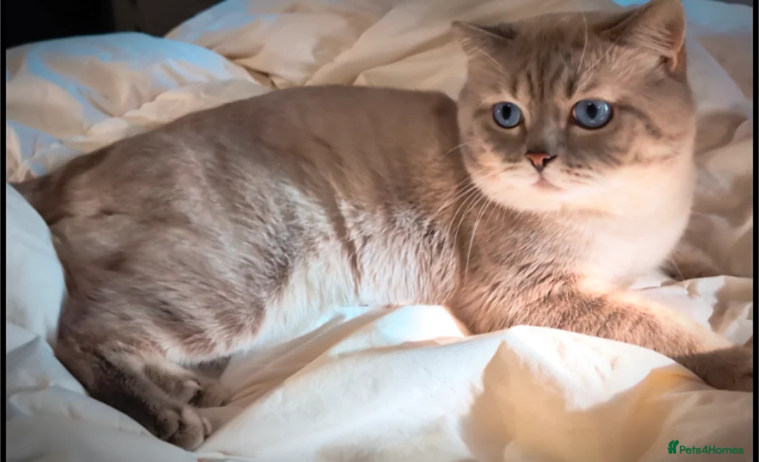 British Shorthair cats for stud: 🌊Proven STUD 🟦BSH Colourpoint King TICA/GCCF   in London - Advert 5