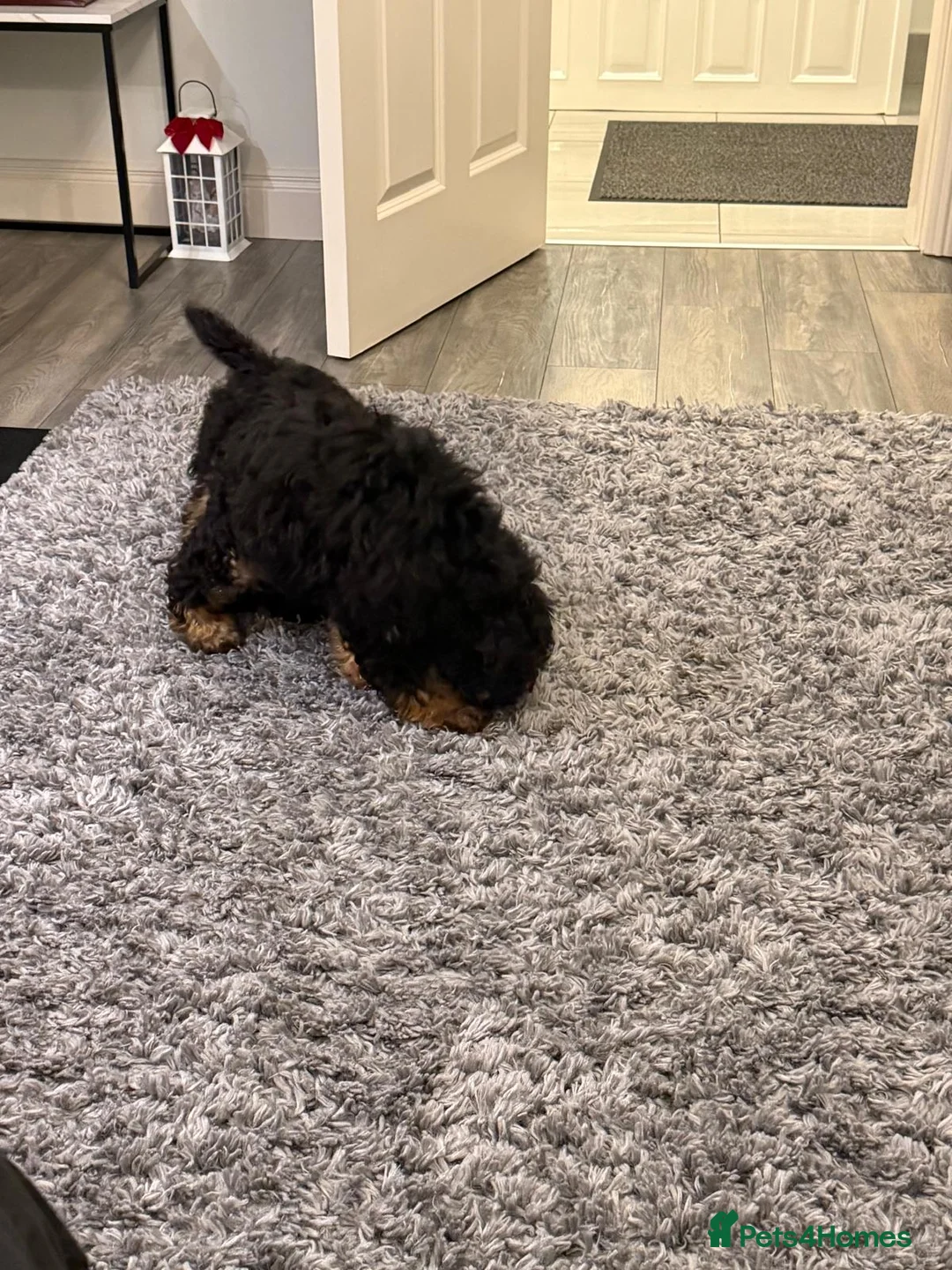 Bernedoodle dogs for sale: Beautiful Toy Bermedoodle puppies - Advert 14