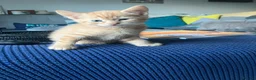 Mixed Breed cats for sale: 1 ginger male 1 gray female  - Advert 2