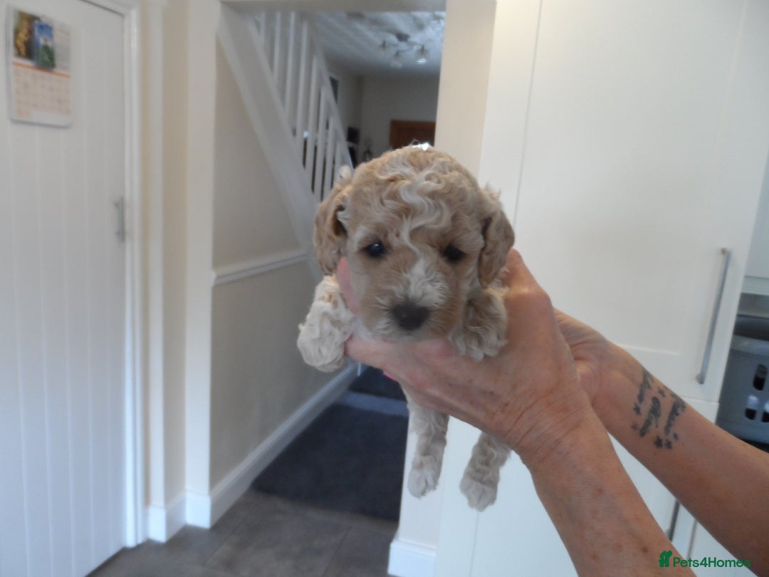 Cavapoo dogs for sale: Quality F1B Cavapoo puppies health tested  - Image 5