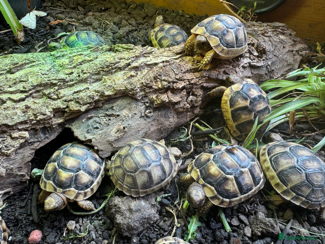 Tortoise reptiles for sale: Baby Marginated Tortoise Hatchlings - Advert 4
