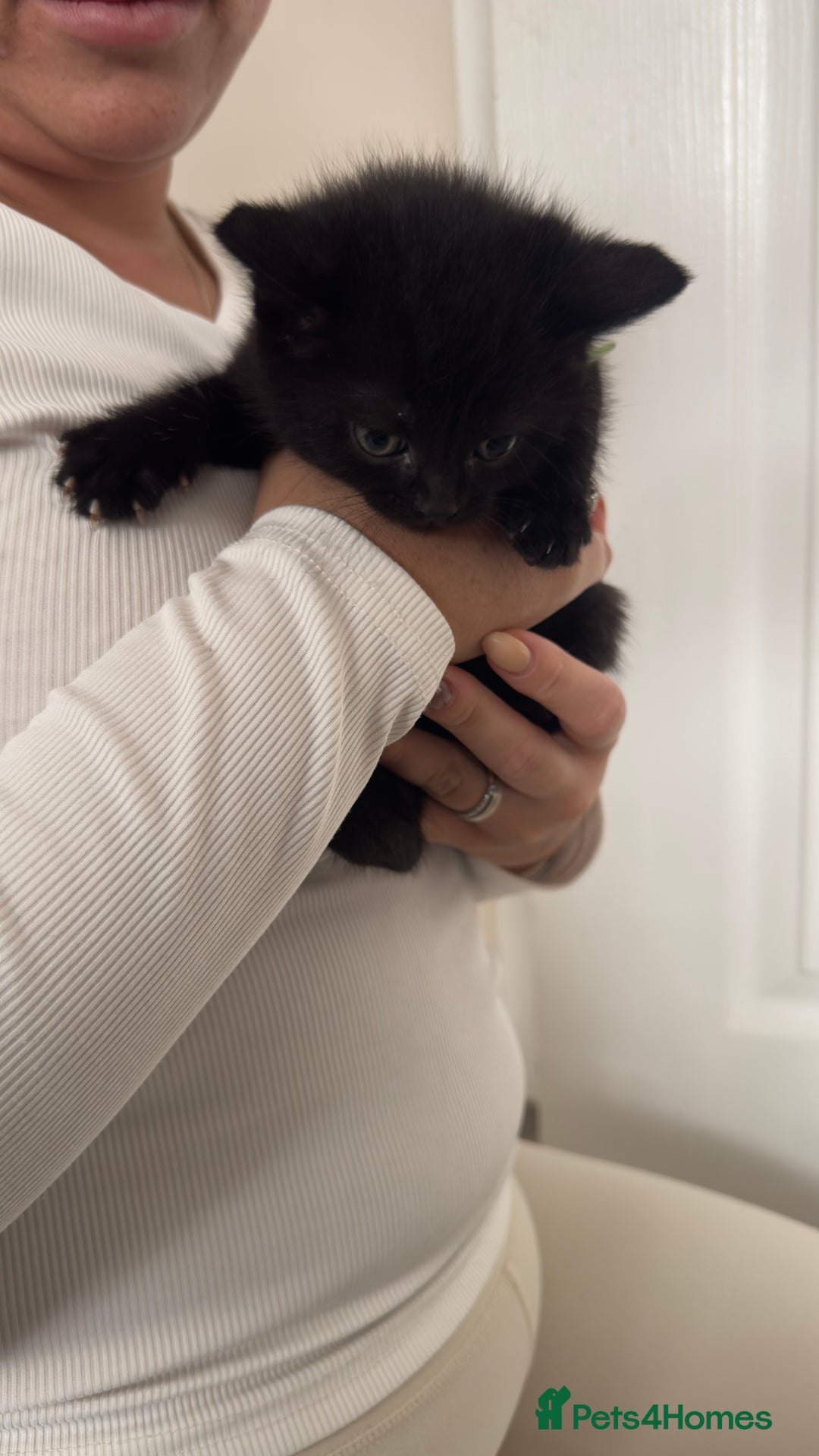 British Shorthair cats for sale: British short hair mixed kittens - Advert 10