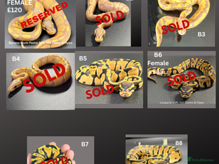 Python Snake reptiles **Only 1 Left ** Ball Python Hatchlings - Advert 1