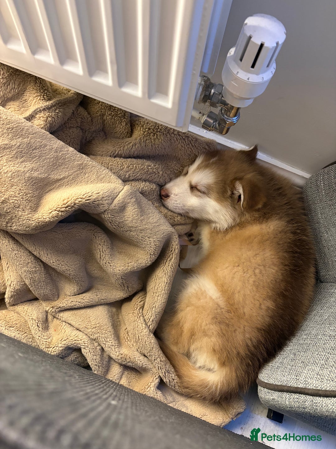 Mixed Breed dogs for sale: Dakota and Akila - Advert 9