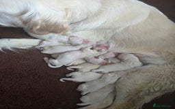 Golden Retriever dogs for sale: 🐾 Golden Retriever Puppies – Ready in December 🐾 - Image 14