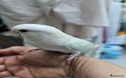 Lovebirds birds for sale: Extremely tamed lovebird  - Image 1