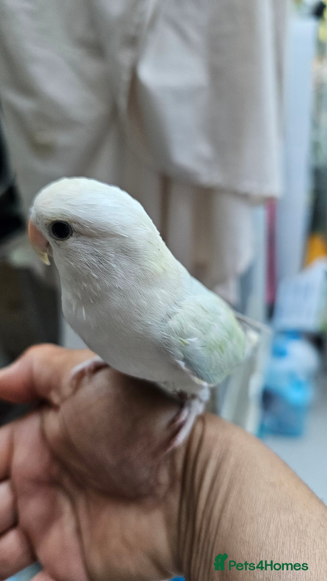 Lovebirds birds for sale: Extremely tamed lovebird  - Image 1