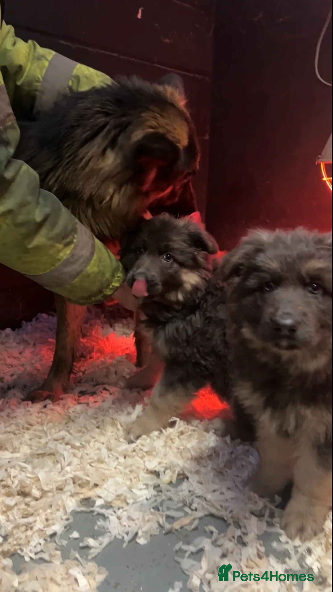 German Shepherd dogs for sale: Stunning blue German shepherd puppies  - Advert 6