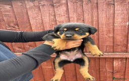 Rottweiler dogs for sale: Pure rottweiler  - Image 8