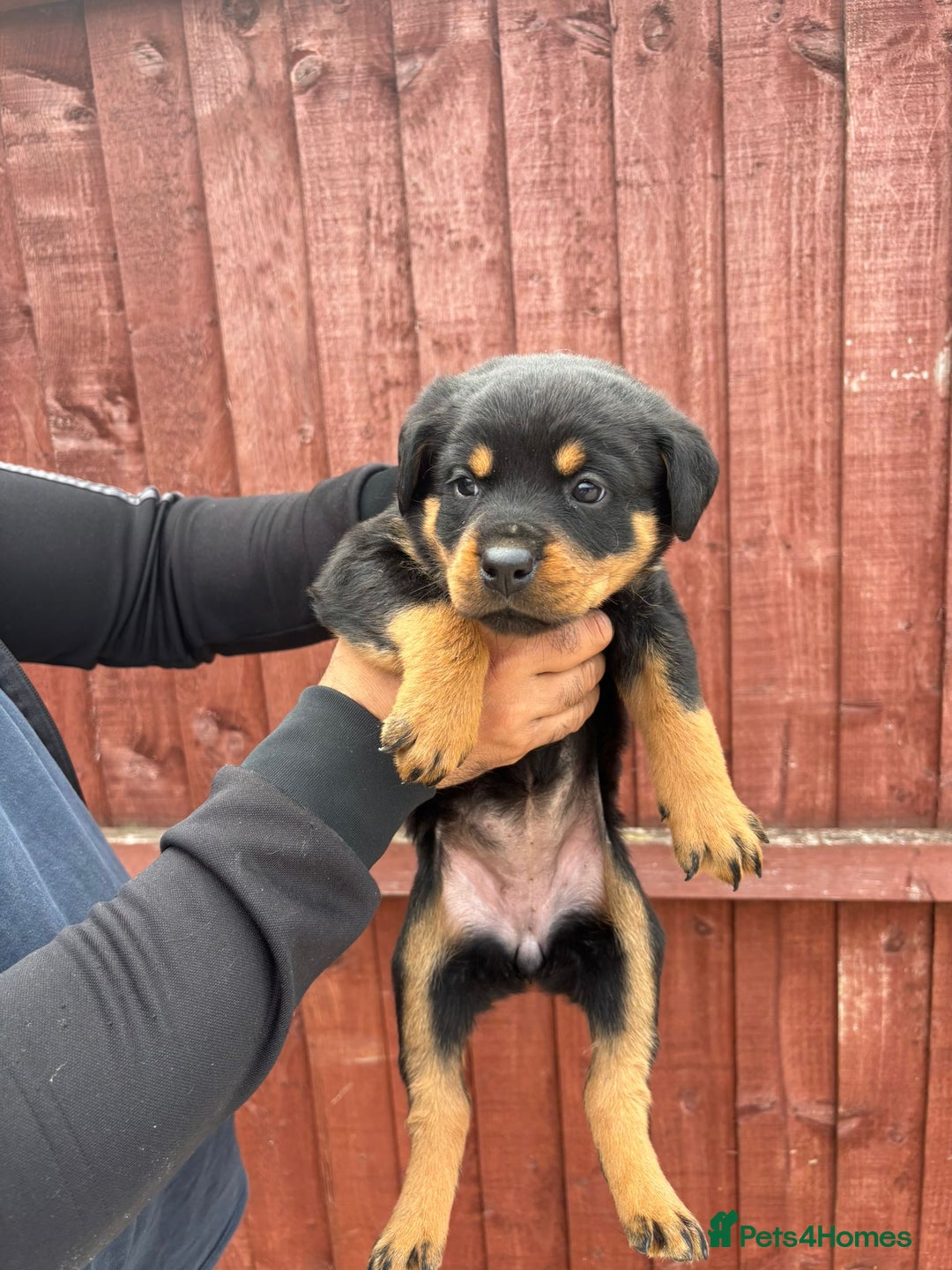 Rottweiler dogs for sale: Pure rottweiler  - Image 8