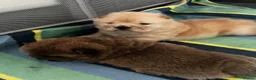 Chow Chow dogs for sale: Stunning Chocolate & Platinum pups - Advert 10