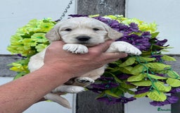 Goldendoodle dogs for sale: 8 gorgeous f1 mini goldendoodle dna clear - Image 9